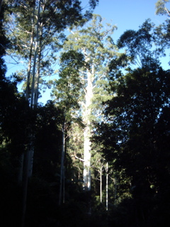 The next day, working my way towards Forster, I stopped at The Grandis....