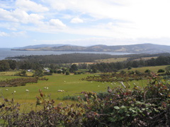 I...tracking the Tamar River to the Tamar Valley Folk Festival 