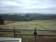 "Sometimes this old farm seems like a long lost friend." Self sufficiency on Tasmania's North Coast at Karen's sister's Farm