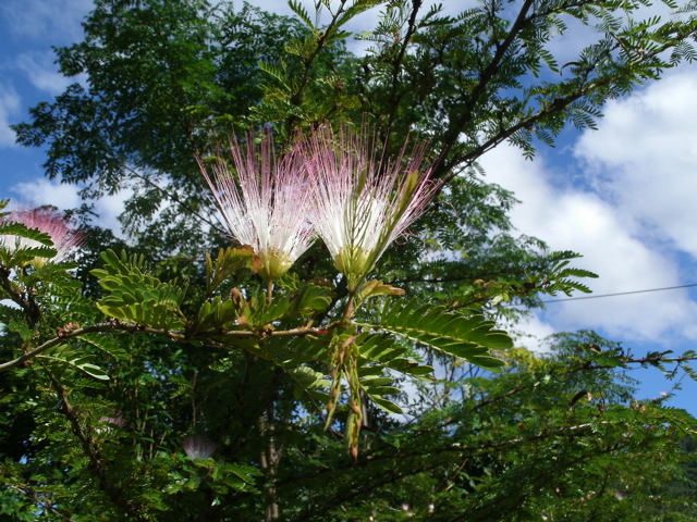 Bushland near Cairns Airport 4.JPG