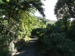 Cairns Streets near Airport 5.JPG