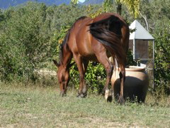 Brony and Bill's Bush Paradise 11.JPG