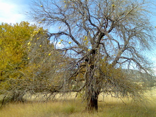 Gunedah-CoolahRd5.jpg